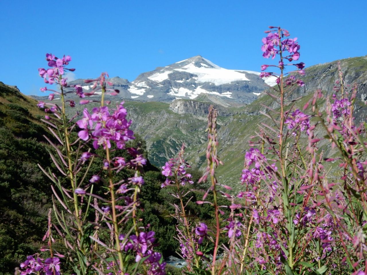 Fleur d'alpage et glacier