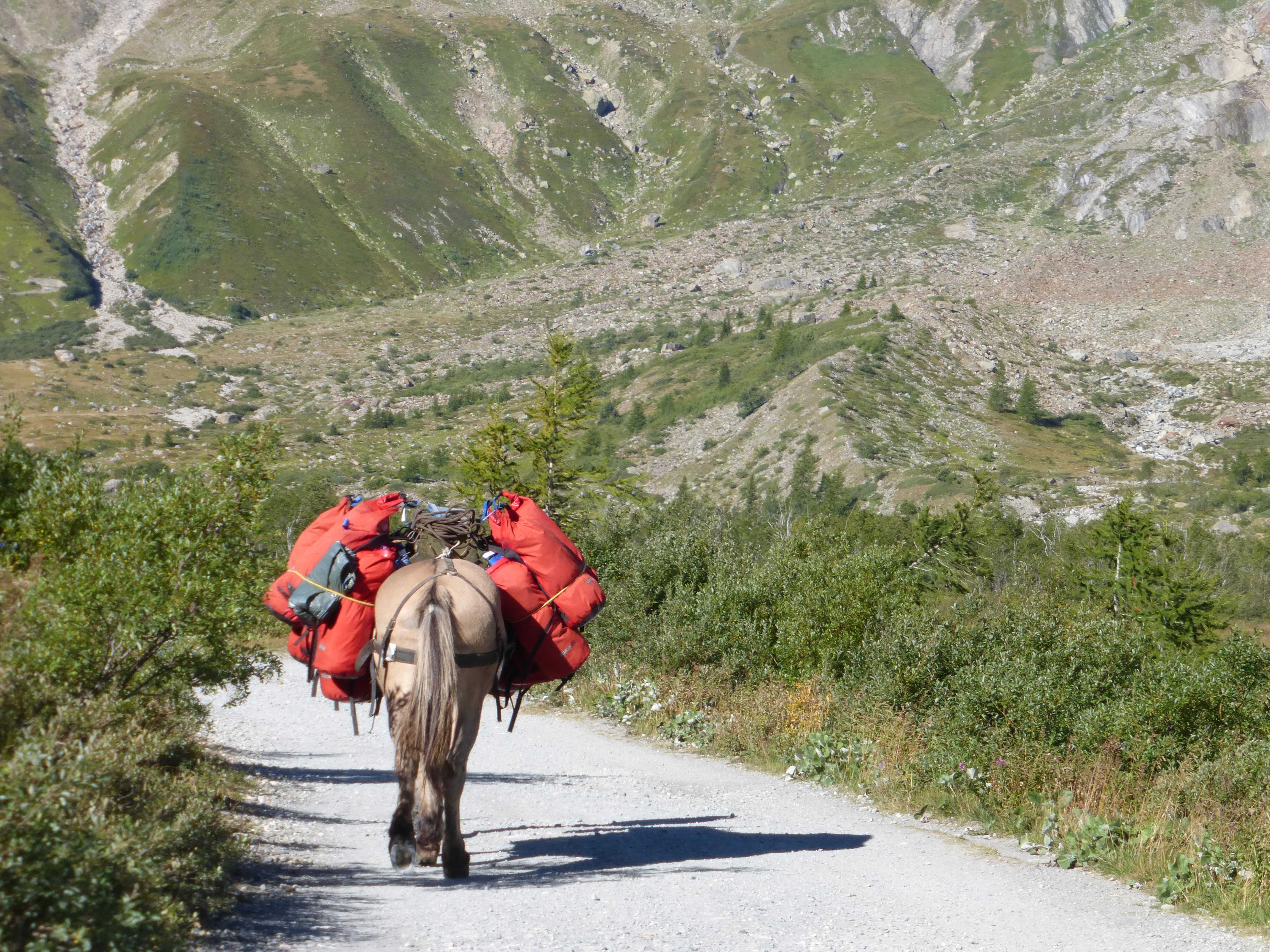 Tour du Mont-Blanc - Portage avec Mule