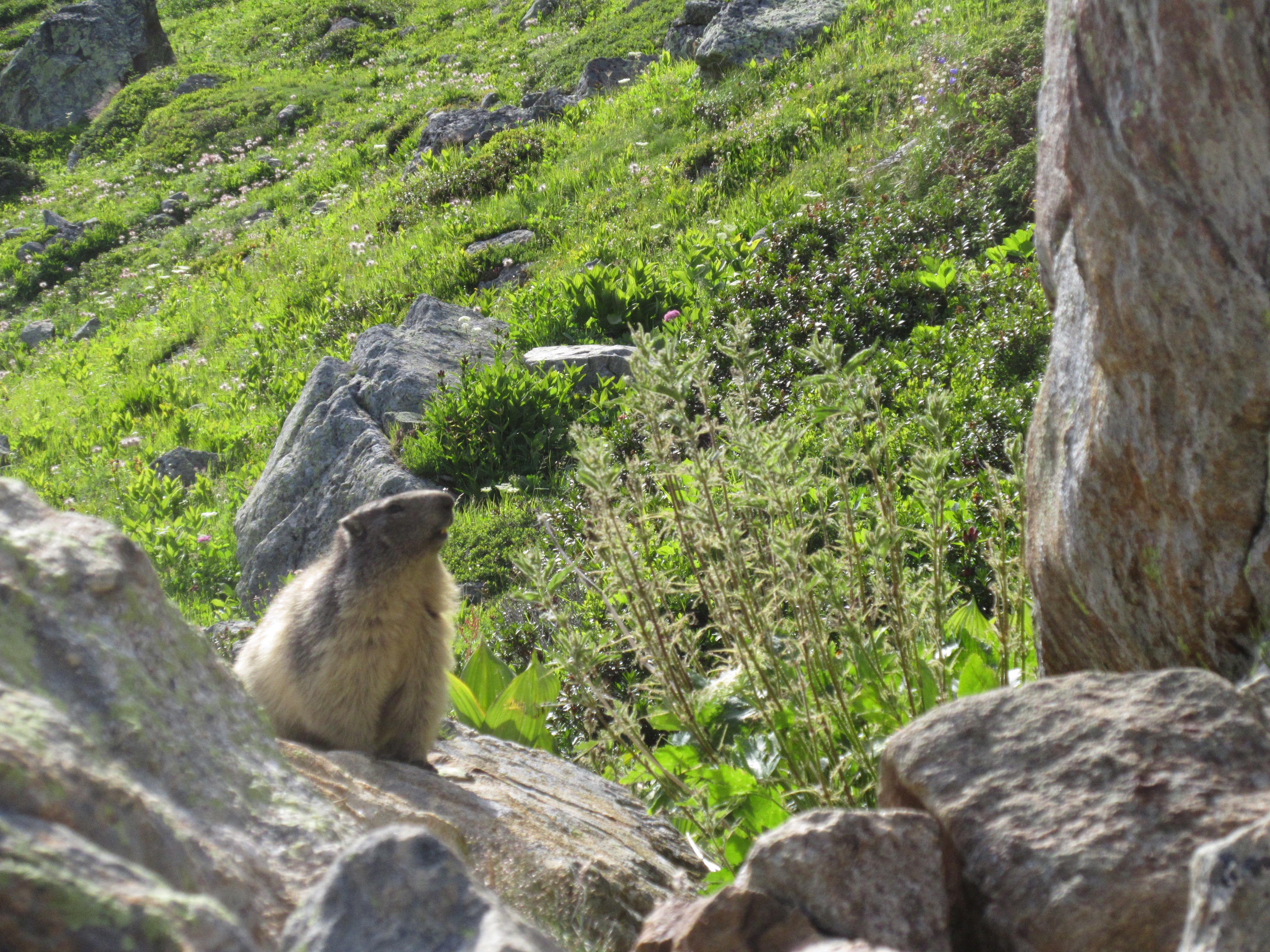 Tour du Mont-Blanc famille - Marmotte