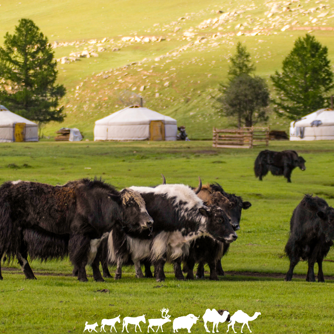 Voyage Asie Mongolie