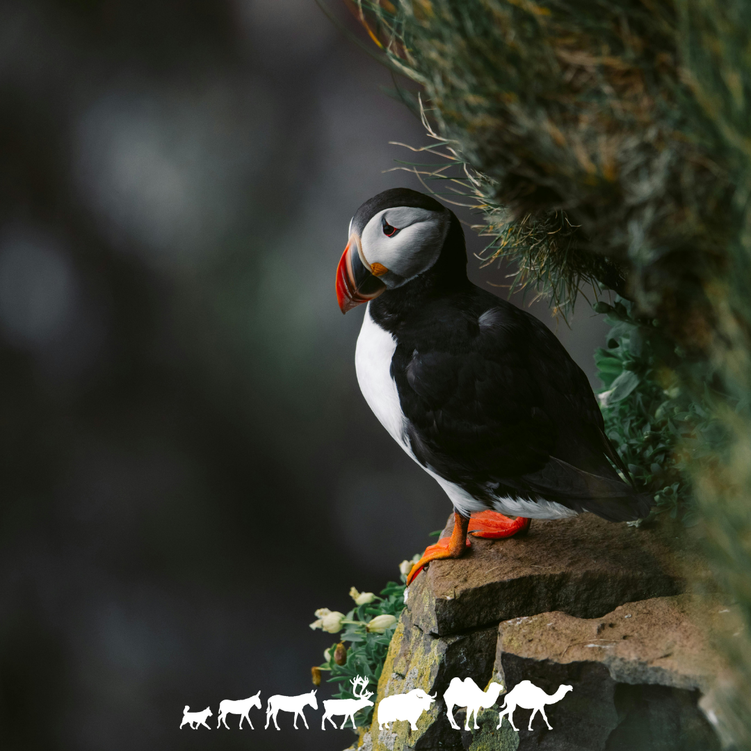 Voyage Europe Islande